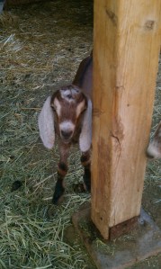 12 hour old baby Nubian Goat