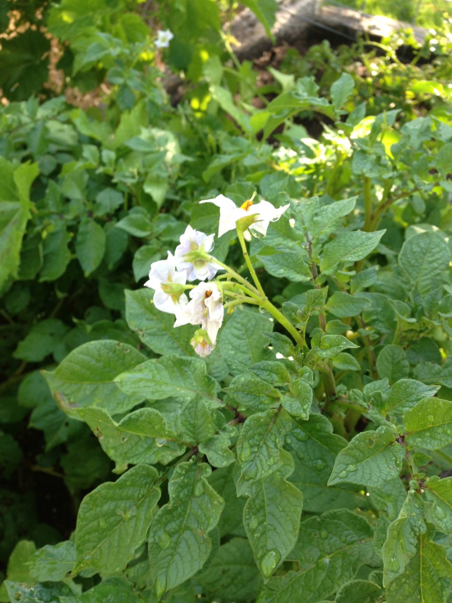Potato Flowers
