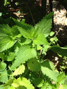 Stining Nettle