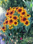 Rudbeckia