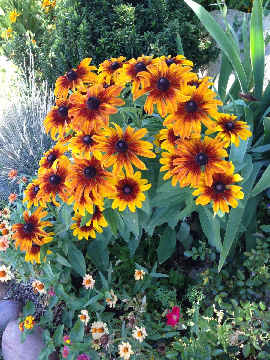 Rudbeckia