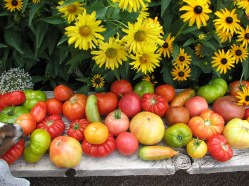 Pruning Heirloom Tomatoes