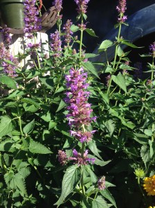 Growing & Using Anise Hyssop
