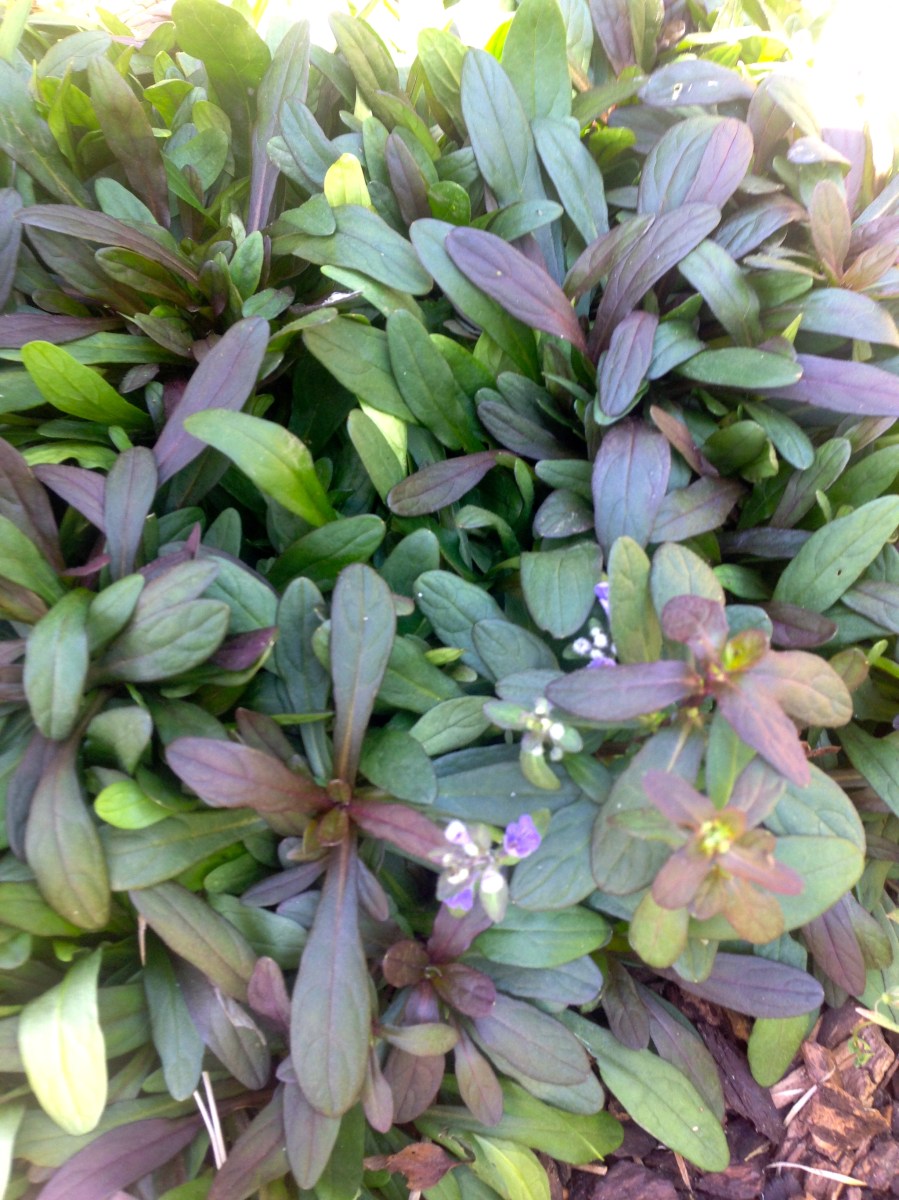 Growing Chocolate Chip Ajuga
