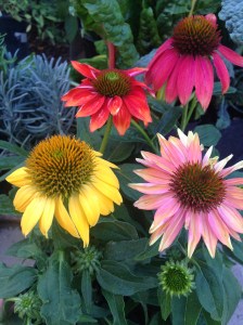 Cheyenne Spirit Echinacea Flowers