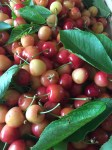 Queen Ann Cherries