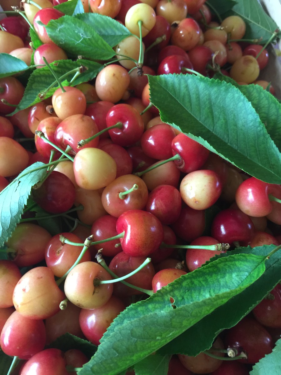 Queen Ann Cherries