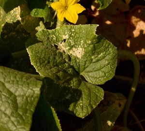 Cucumber Beetle damage to leaves