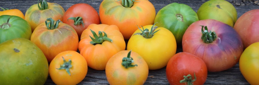 Heirloom Tomatoes