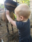 Our Grandson and the Goats