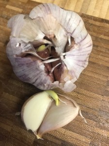 Sprouting Garlic